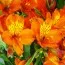 Альстромерия Orange King фото
