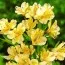 Альстромерия Lutea фото