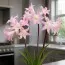 Амариллис Belladonna 20/22 фото