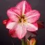 Амариллис Blossom Grandise фото