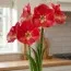 Амариллис Candy Cream (Queen) фото