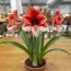 Амариллис Coral Flame фото