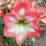 Амариллис Giant Flame фото
