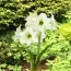 Амариллис Northpole фото
