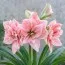 Амариллис Pink Glory фото