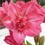 Амариллис Pink Symphony фото