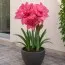 Амариллис Pink Symphony фото