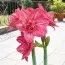 Амариллис Pink Symphony фото