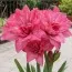 Амариллис Pink Symphony фото