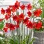 Амариллис Red Rascal фото