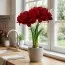 Амариллис Red Symphony фото