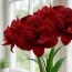 Амариллис Red Symphony фото
