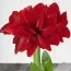 Амариллис Scarlet Belle фото