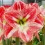 Амариллис Spotted Cream фото