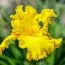 Ирис Amarillo Frills фото