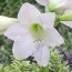 Амариллис Smallflowering White фото