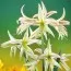 Амариллис Emerald фото