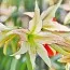 Амариллис Emerald фото