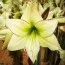 Амариллис Lemon Cream фото