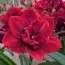 Амариллис Scarlet Nymph фото