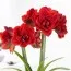 Амариллис Scarlet Nymph фото