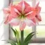 Амариллис Strong King фото
