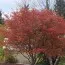 Ирга крупноцветковая Autumn Brilliance фото