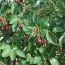 Ирга крупноцветковая Autumn Brilliance фото