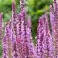 Сальвия Amethyst фото