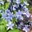 Амсония Blue Ice фото