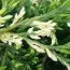 Можжевельник Andorra Variegata фото