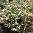 Можжевельник Andorra Variegata фото