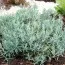 Андромеда Blue Ice фото
