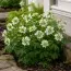Анемона Green Fingers фото