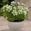 Анемона Green Fingers фото