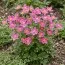 Анемона Spring Beauty Pink фото