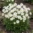 Анемона Sylvestris фото