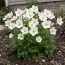 Анемона Sylvestris фото