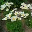 Анемона Sylvestris фото