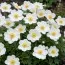 Анемона Sylvestris фото