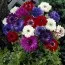 Анемона St. Brigid Mixed 100 фото