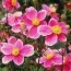 Анемона Hadspen Abundance фото