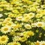 Антемис E.C. Buxton фото