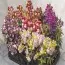 Антиринум (Львиный зев) Floral Showers Mix фото