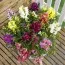 Антиринум (Львиный зев) Floral Showers Mix фото