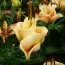 Лилия Apricot Fudge 25 фото