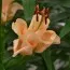 Лилия Apricot Fudge 25 фото