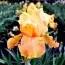 Ирис Apricot Silk фото