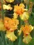 Ирис Apricot Silk фото