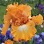 Ирис Apricot Silk фото